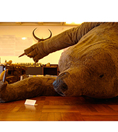 2011_MEgatherium