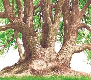 Omb&uacute;, acuarela sobre papel